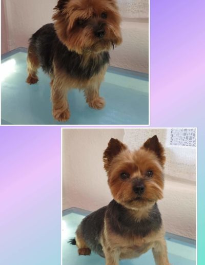 Hundesalon New Jersey - Vorher Nachher (13)