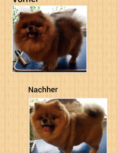 Hundesalon New Jersey - Vorher Nachher (16)