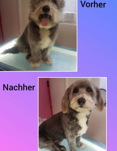 Hundesalon New Jersey - Vorher Nachher (17)