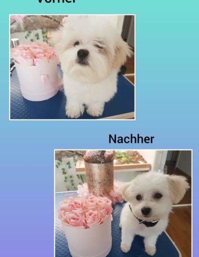 Hundesalon New Jersey - Vorher Nachher (2)