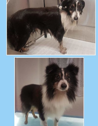 Hundesalon New Jersey - Vorher Nachher (6)